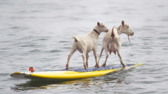 cabras surfistas.jpg